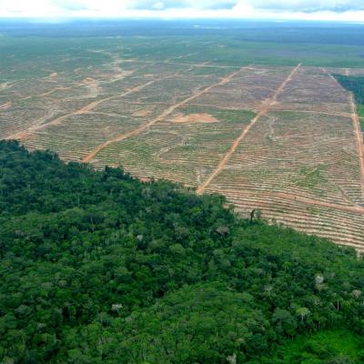 Melka group oil palm plantations near Pucallpa, Ucayali, Peru, April 2014. Credit Rainforest Rescue.